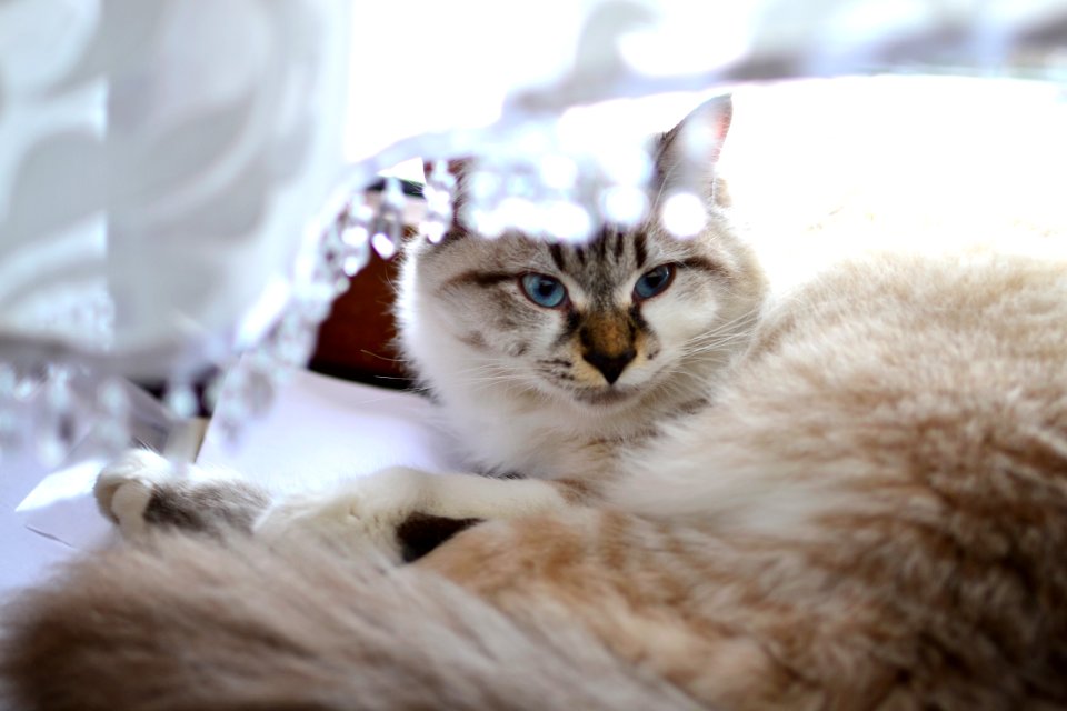 Gray And White Short Haired Cat
