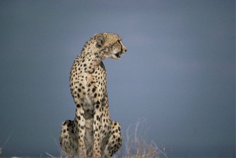 Big cat fast wild