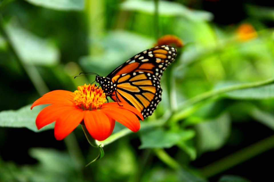 Yellow And Black Butterfy On Top Of Orange Daisy Flower