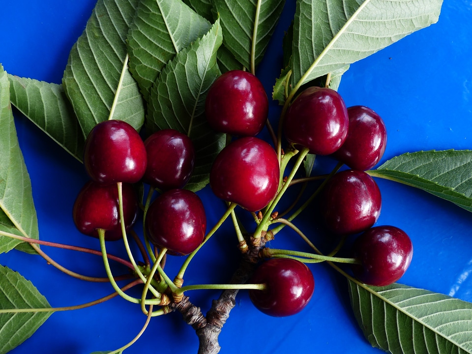Fruit healthy leaves