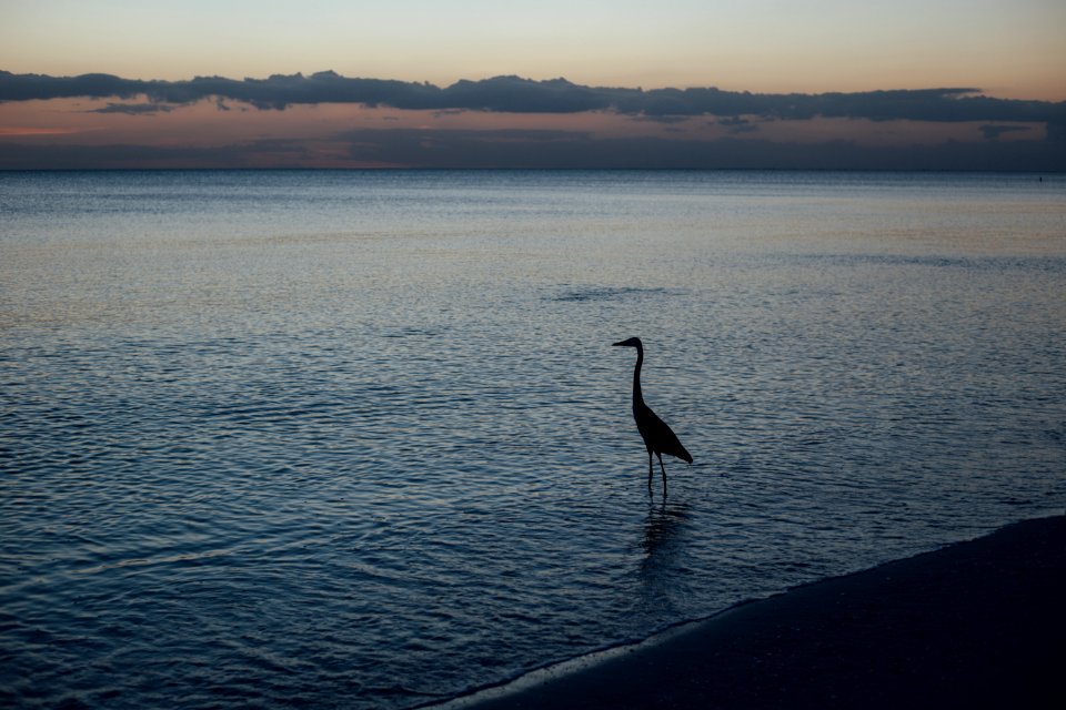 Silhouette Of Duck On Shore During Sunset