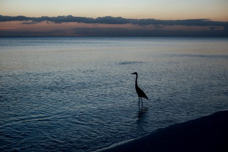 Silhouette Of Duck On Shore During Sunset