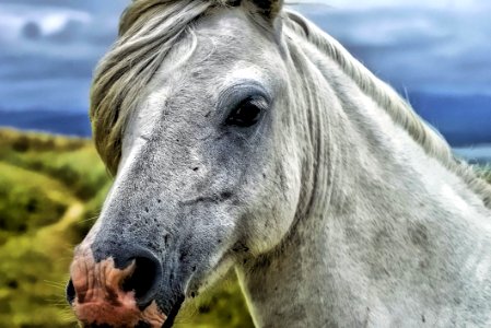 Close Up Photography Of Gray And White Horse photo
