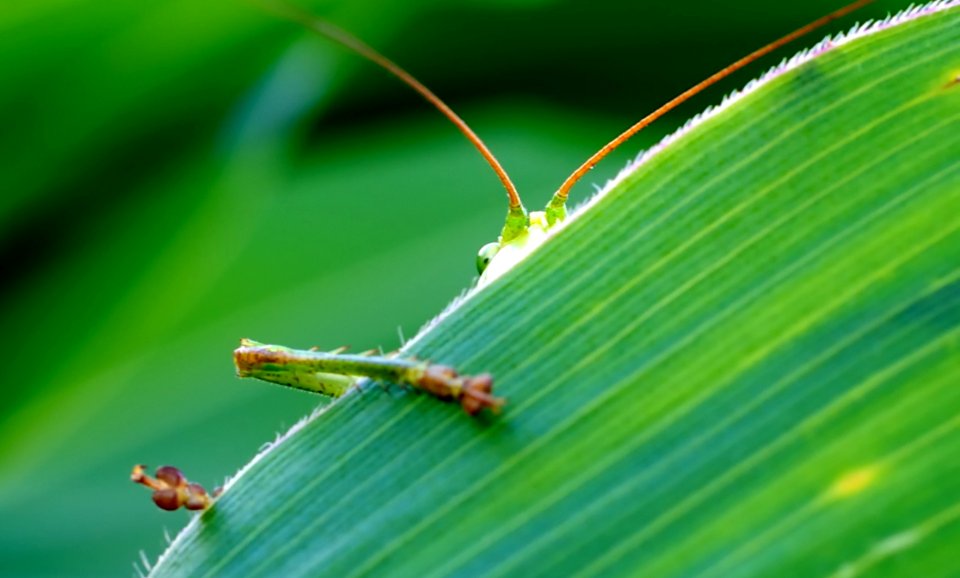 Green Insect Behind Green Leaf