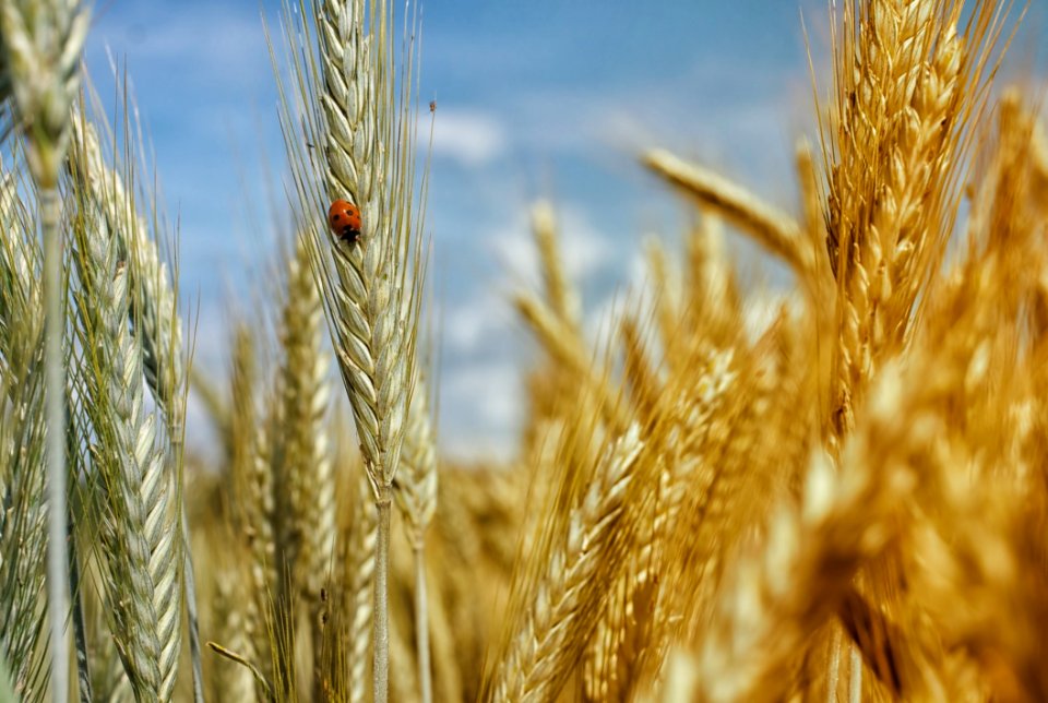 Ladybug On Ear Of Wheat