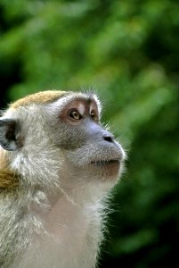 White Brown Monkey Macroshot Photography
