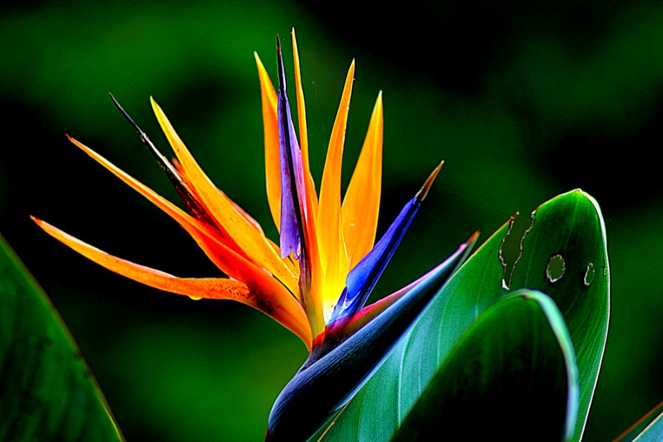 Orange And Purple Birds Of Paradise Flower