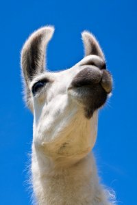 White Short Coat Animal