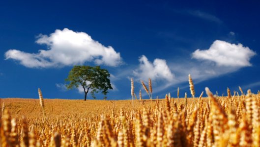 Trees On Yellow Wheat Field Under Blue Sky photo