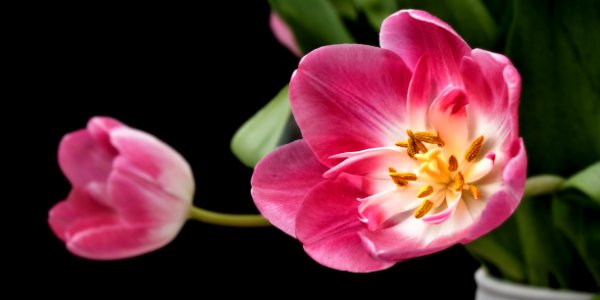 White Pink Flower On Close Up Photography