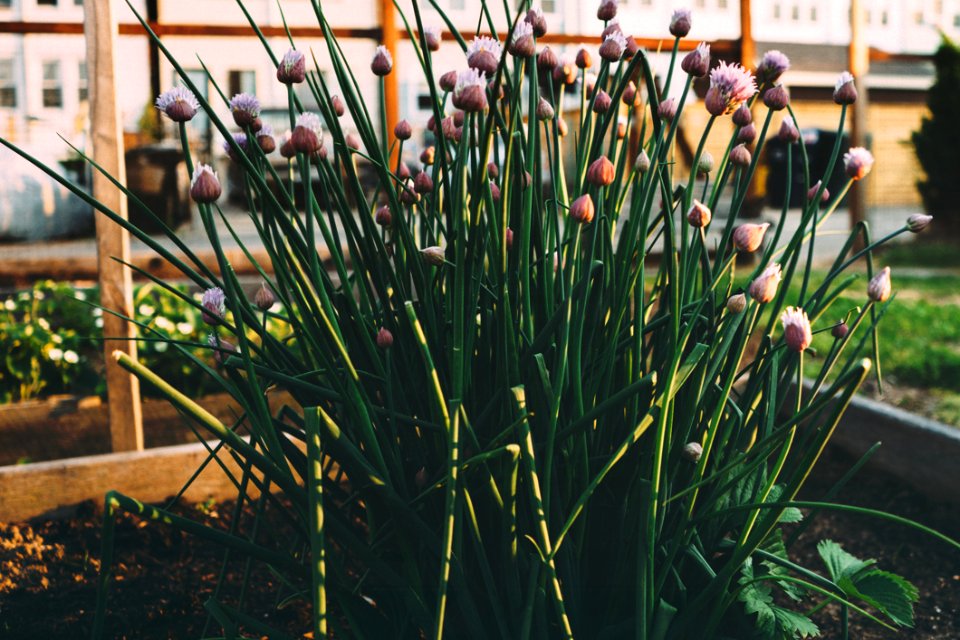 Chives Growing In Garden