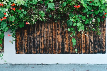 Fence With Bush