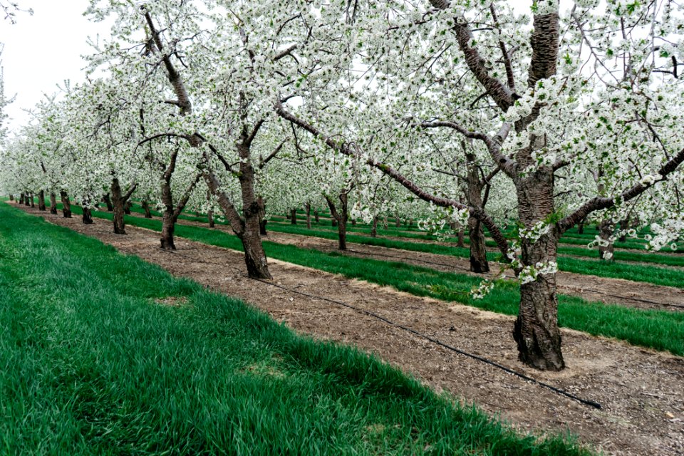 Orchard With Blossoming Trees