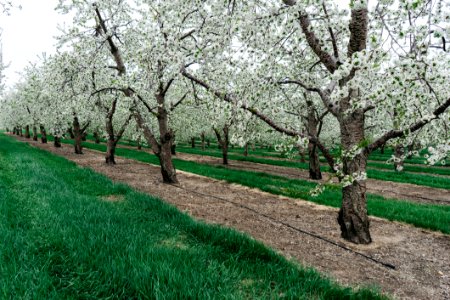 Orchard With Blossoming Trees