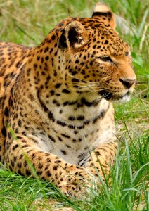 Leopard Lying In The Grass photo