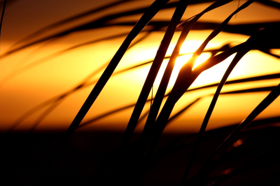 Grass Silhouette During Daytime