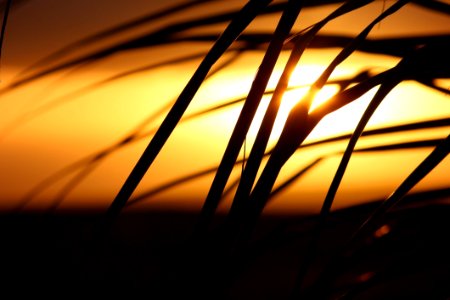 Grass Silhouette During Daytime