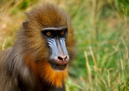 Mandrill Monkey
