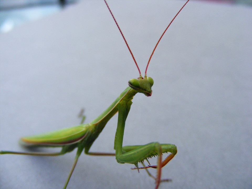 Bugs macro close up