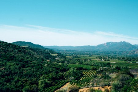 Vineyard In Countryside