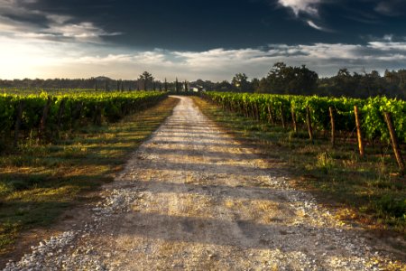 View Of Vineyard Road During Daytime photo