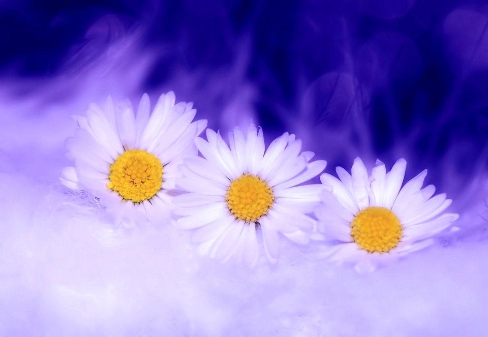 White Petaled Flower