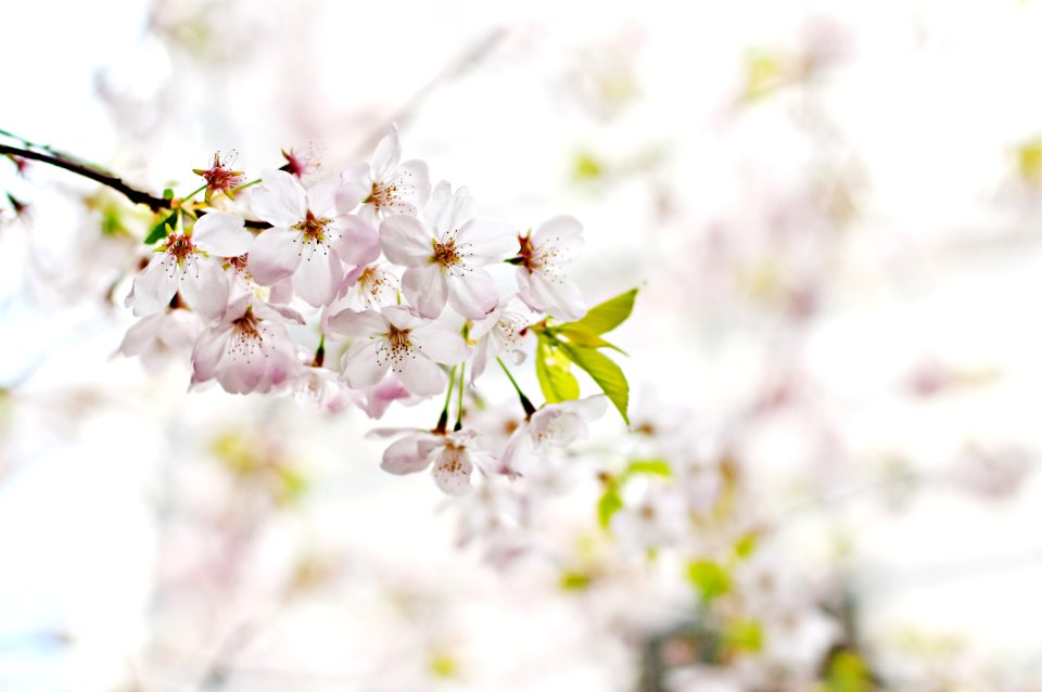 Selective Photography Of White 5 Petaled Flower