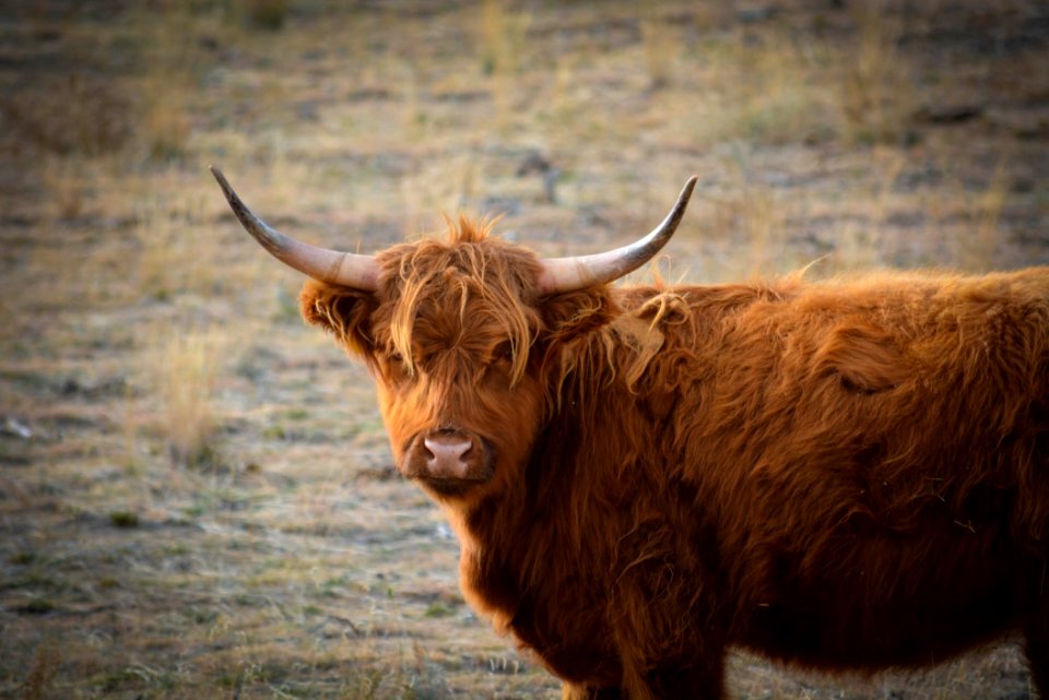 Brown Bison On Brown Grass Field