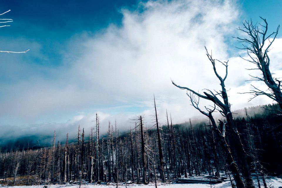 Burned Forest At Winter