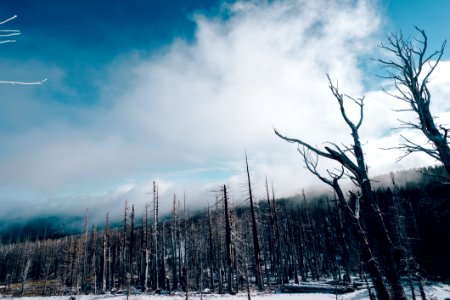Burned Forest At Winter photo