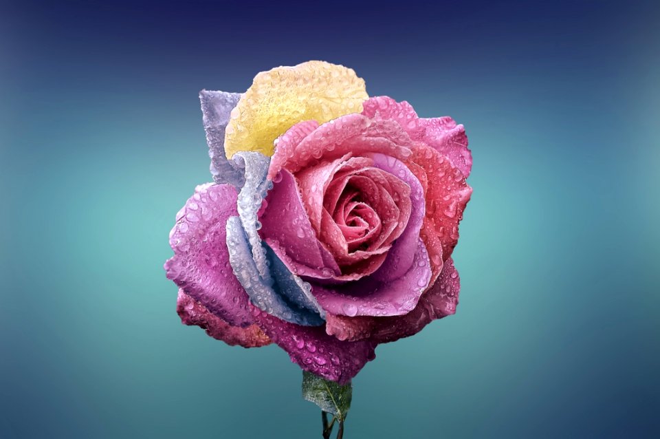 Rose With Dew Drops