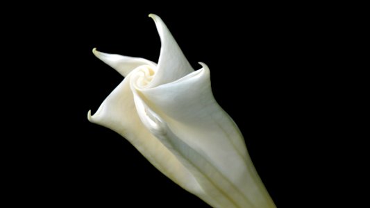 White Flower