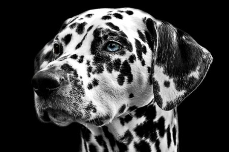 Dalmatian Dog photo