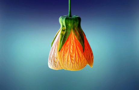 Orange Flower Bud