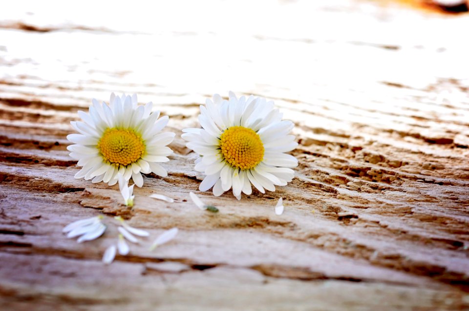 Two White Petal Flower On Surface