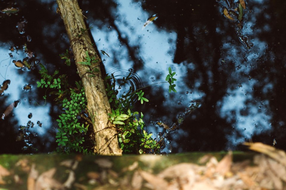 Water Pond With Leaves And Tree Branch