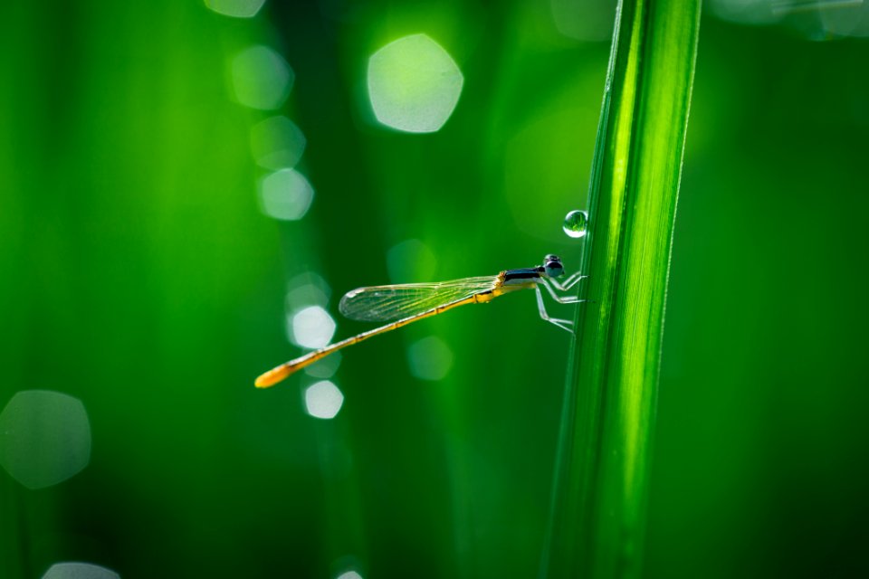 Damselfly On Grass