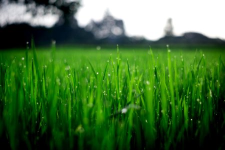 Shallow Focus Photography Of Green Grasses During Daytime photo