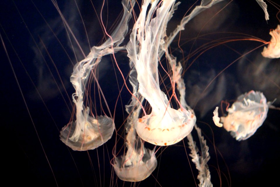 Jellyfish In Aquarium