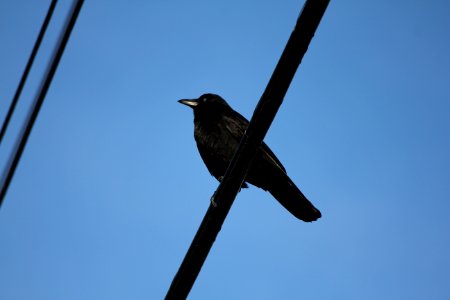 Bird On Line photo