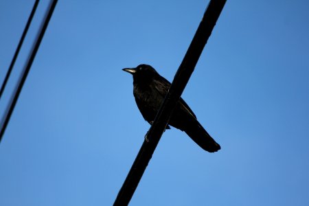 Bird On Line