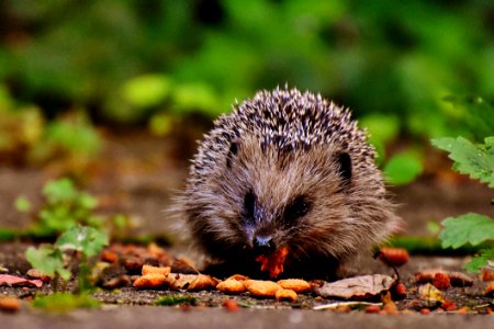 Hedgehog Eating photo