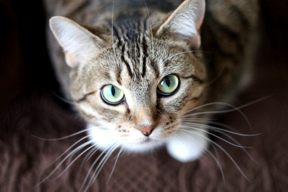 Cat Close Up