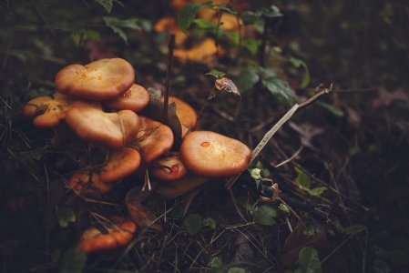 Orange Mushroom On Black Soil photo