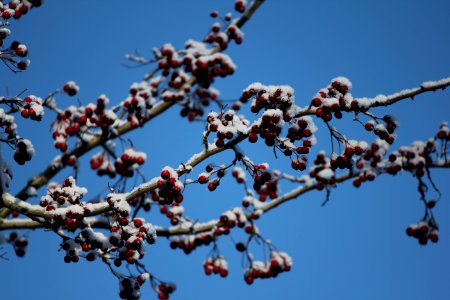 Berries On Frosty Tree Branches photo
