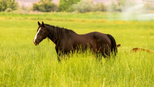 Black Stallion Standing On Green Grass During Daytime