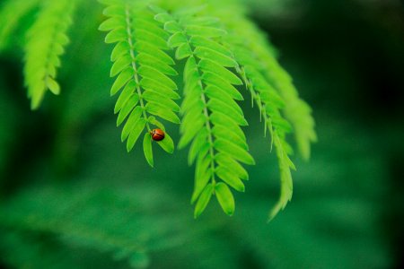 Selevtive Focus Photo Of Ladybug On Green Leaf During Daytime