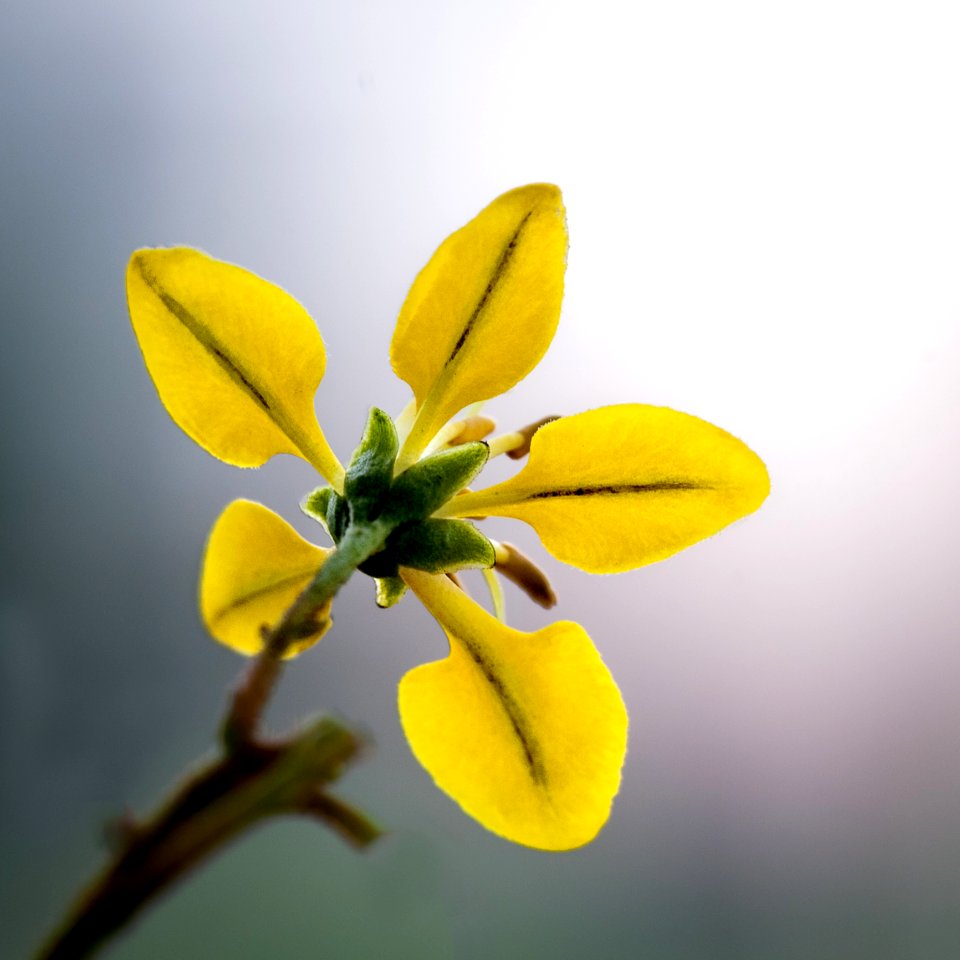Close Up Photo Of Yellow 5 Petal Flower