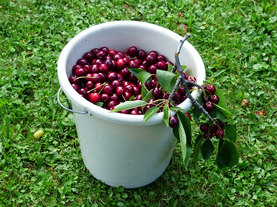 Fruit healthy leaves