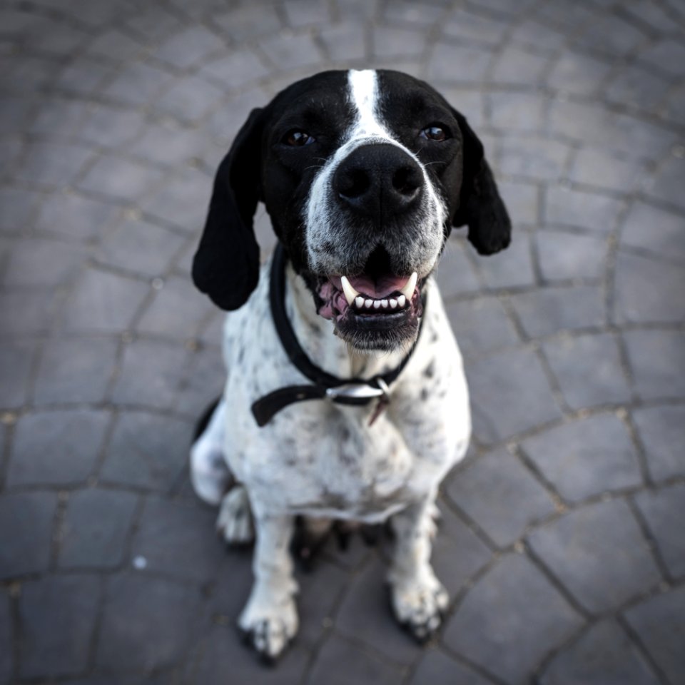 Black And White Short Coat Dog Closeup Photography